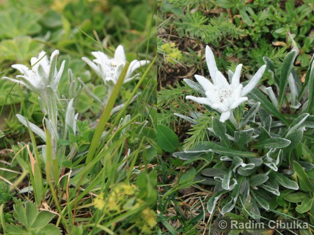 Leontopodium alpinum