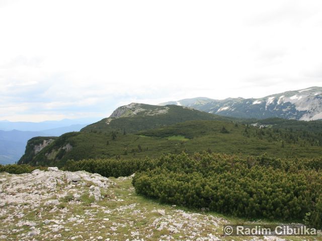 Leontopodium alpinum