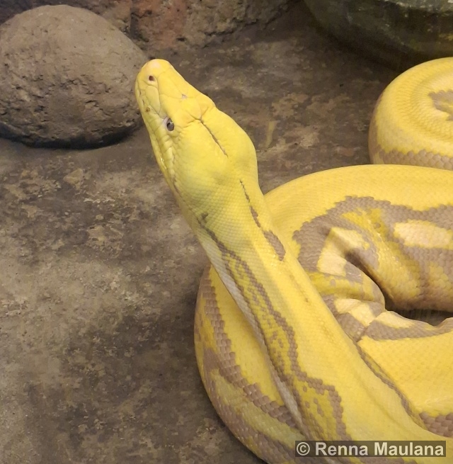 Malayopython reticulatus