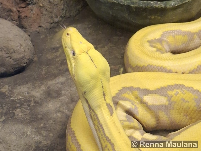 Malayopython reticulatus