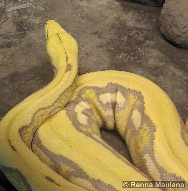 Malayopython reticulatus