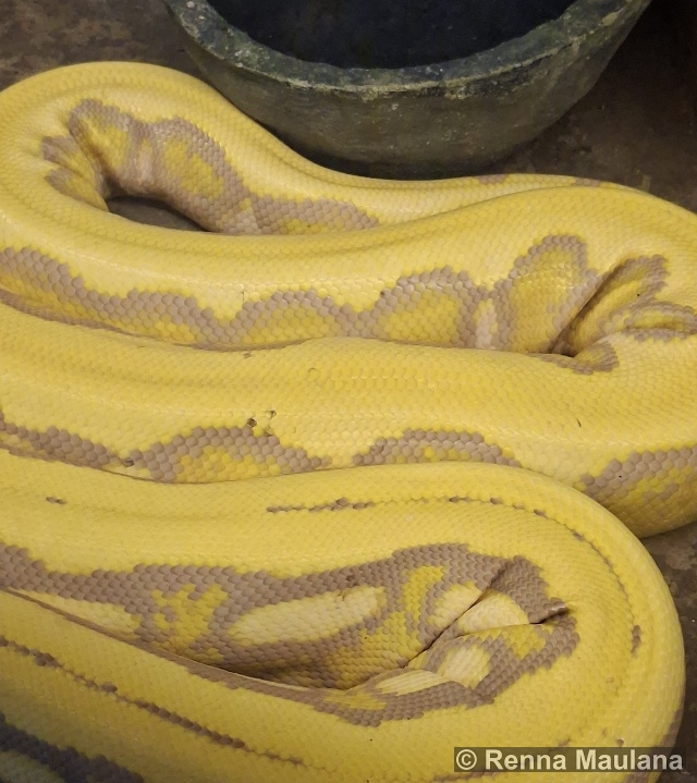 Malayopython reticulatus