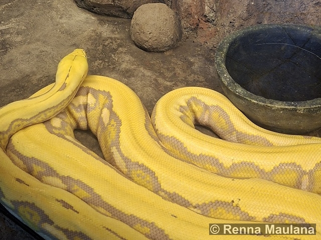 Malayopython reticulatus