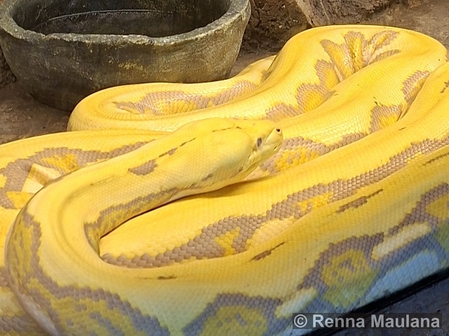 Malayopython reticulatus