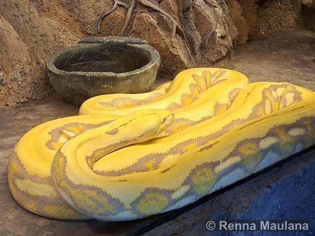 Malayopython reticulatus