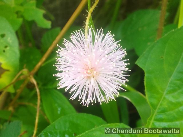 Mimosa pudica