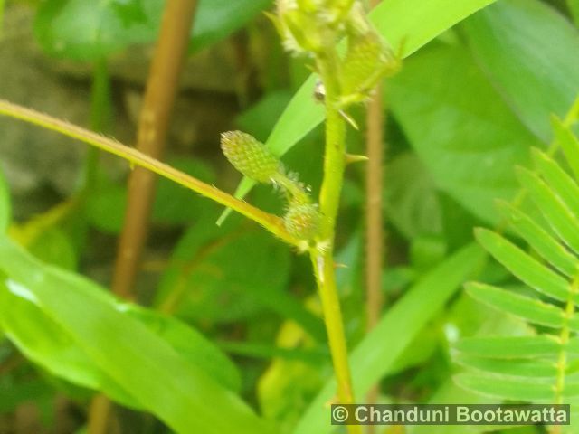 Mimosa pudica