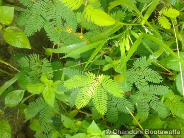 Mimosa pudica