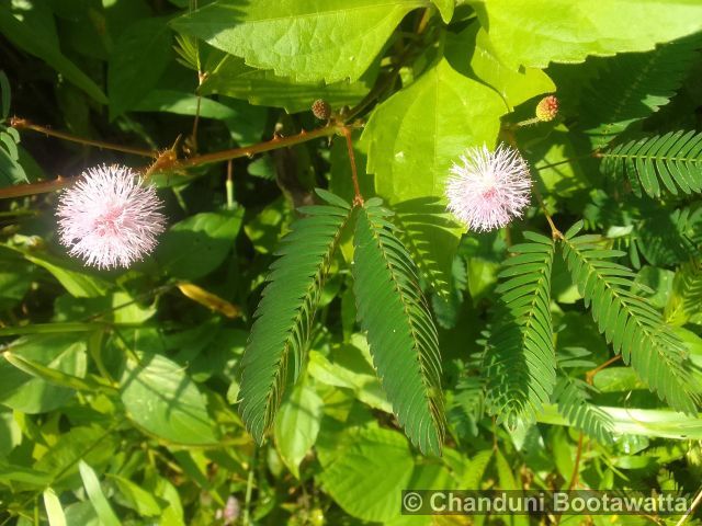 Mimosa pudica