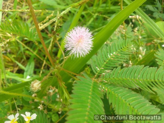 Mimosa pudica