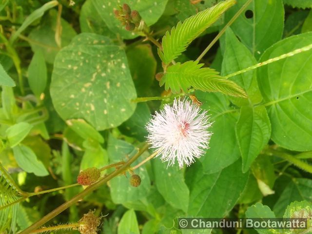 Mimosa pudica