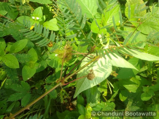 Mimosa pudica, citlivka stydlivá