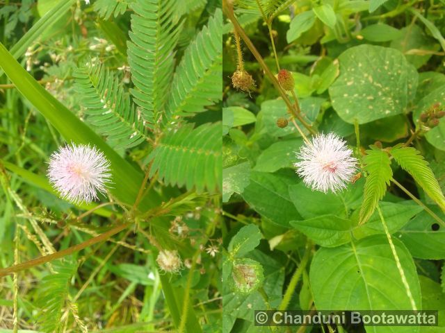 Mimosa pudica