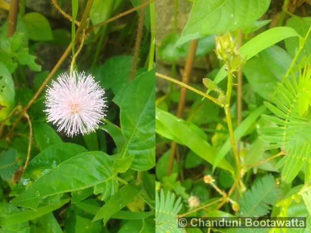 Mimosa pudica