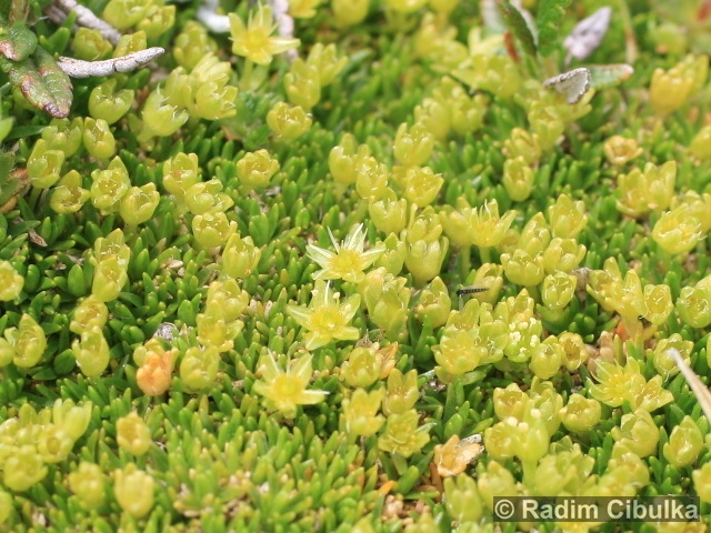 Minuartia sedoides