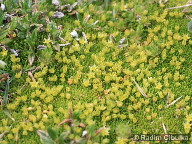 Minuartia sedoides