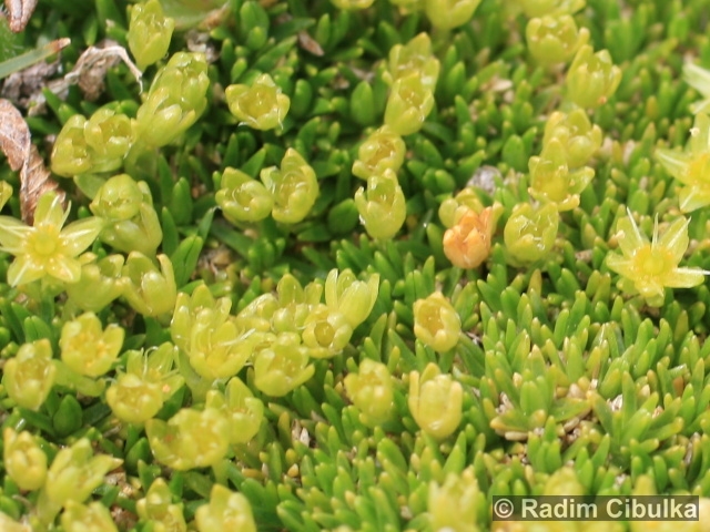 Minuartia sedoides