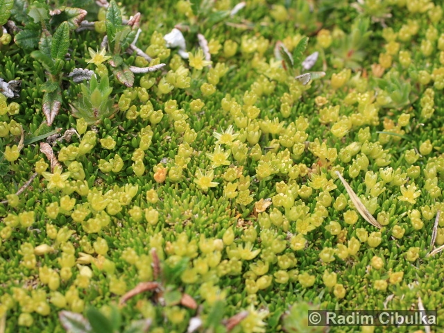 Minuartia sedoides