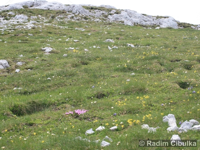 Minuartia sedoides