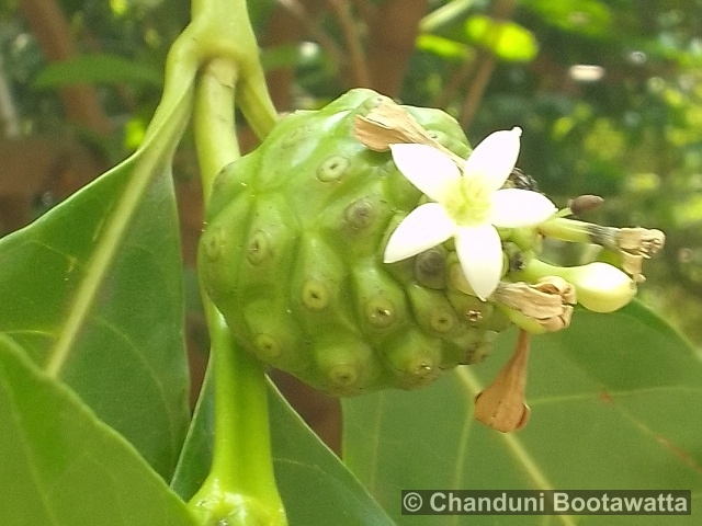 MORINDA CITRIFOLIA – Indian Mulberry Tree