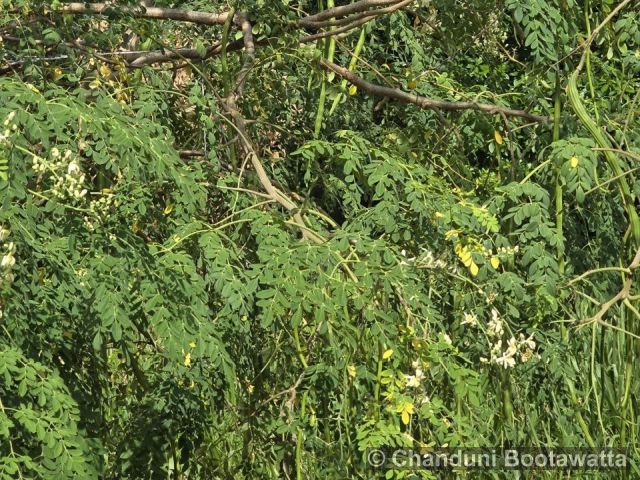 Moringa oleifera