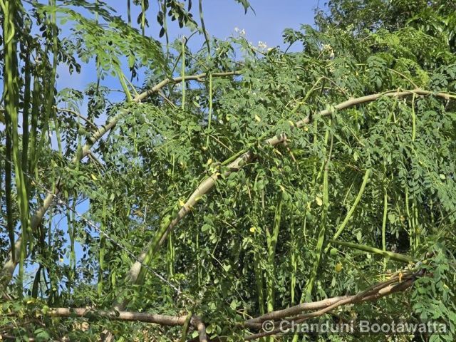 Moringa oleifera