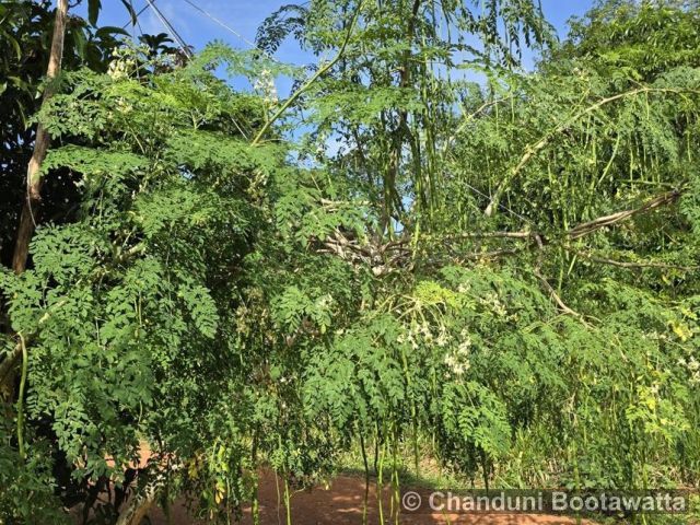 Moringa oleifera