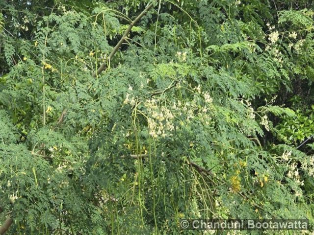 Moringa oleifera