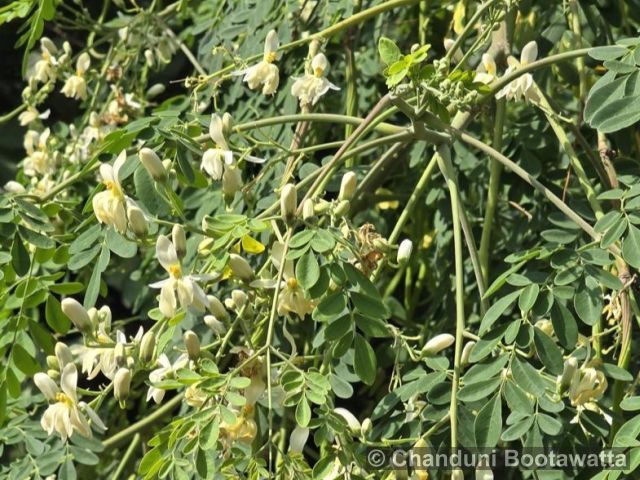 Moringa oleifera