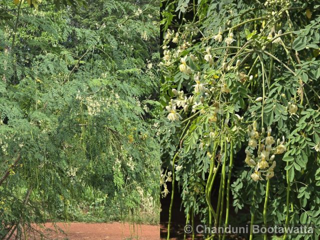 Moringa oleifera