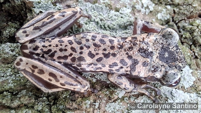 Nyctimantis-brunoi-9