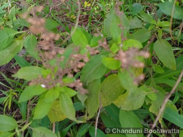 Ocimum tenuiflorum