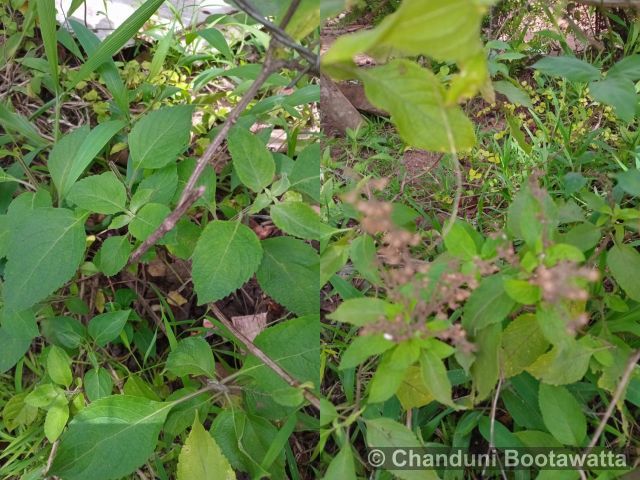 Ocimum tenuiflorum