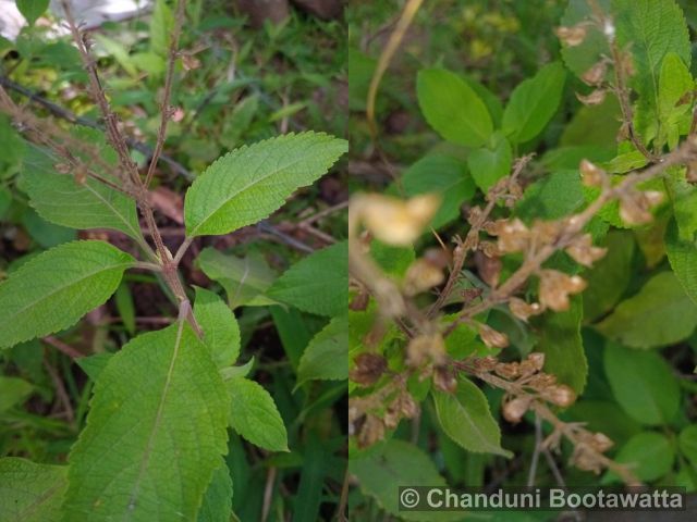 Ocimum tenuiflorum