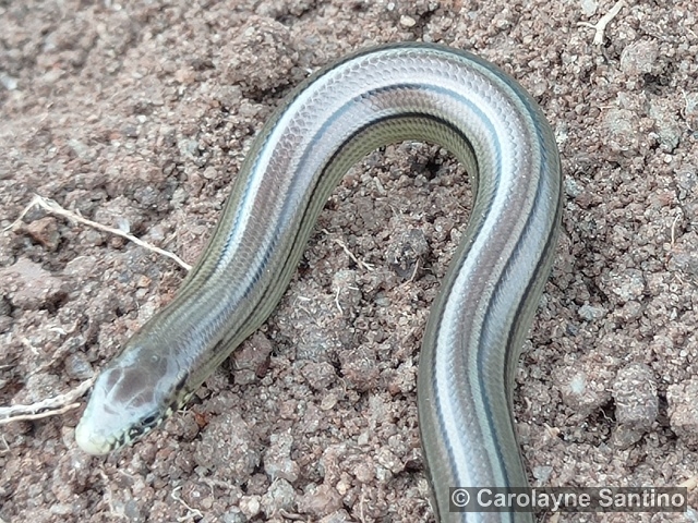 Ophiodes fragilis