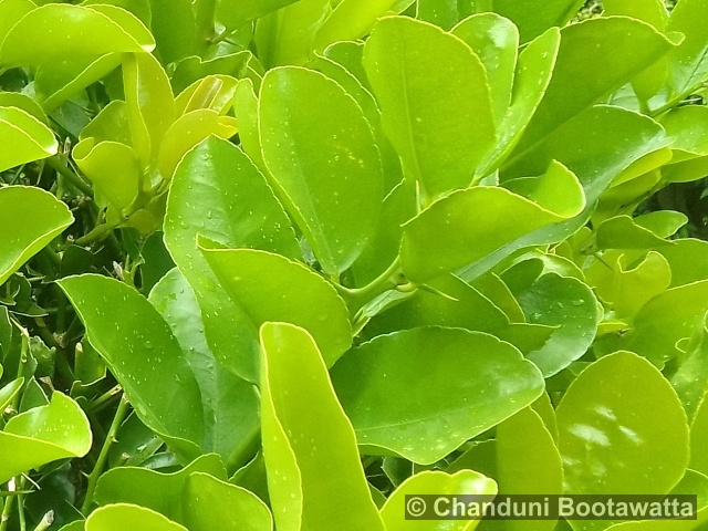 PAMBURUS MISSIONIS (Wall. ex Wight) Swingle – Wild Manarine Tree PAMBURUS MISSIONIS (Wall. ex Wight) Swingle – Wild Manarine Tree