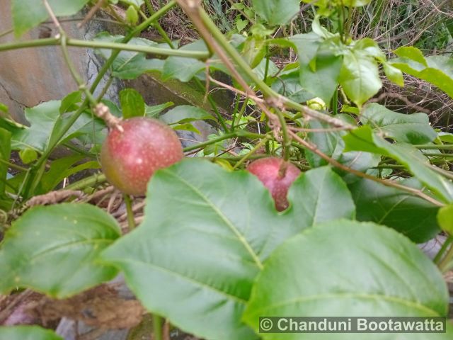 PASSIFLORA EDULIS Sims – Passion fruit