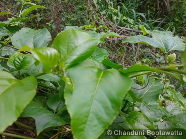 Passiflora edulis