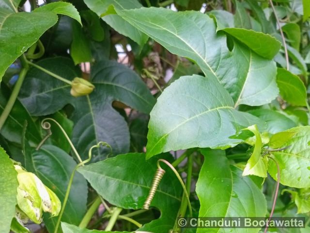 Passiflora edulis