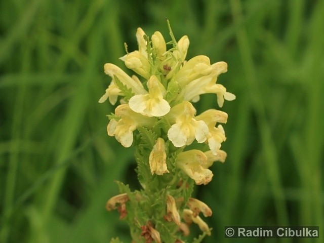 Pedicularis exaltata