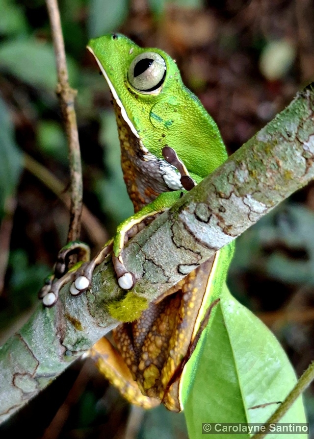 Phyllomedusa burmeisteri