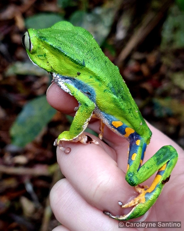 Phyllomedusa burmeisteri