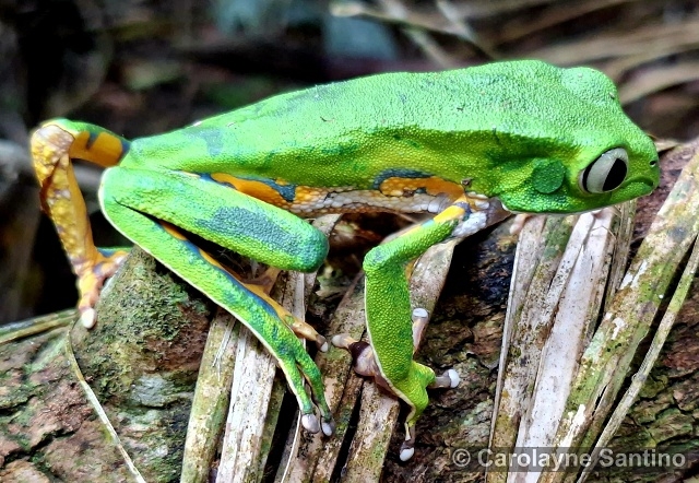 Phyllomedusa burmeisteri