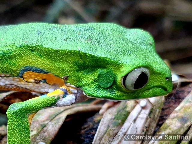 Phyllomedusa burmeisteri