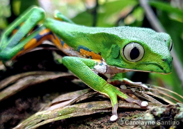 Phyllomedusa burmeisteri