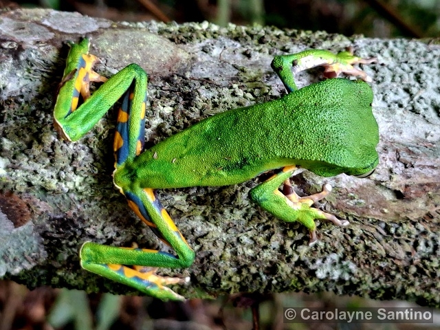 Phyllomedusa burmeisteri