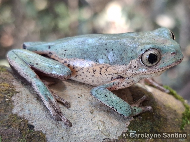 PITHECOPUS aff. ROHDEI (Mertens, 1926) – Perereca-macaco Pithecopus rohdei