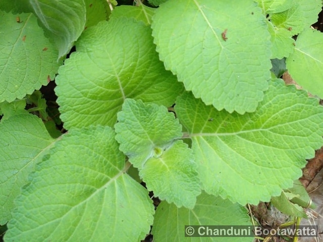 Plectranthus amboinicus 