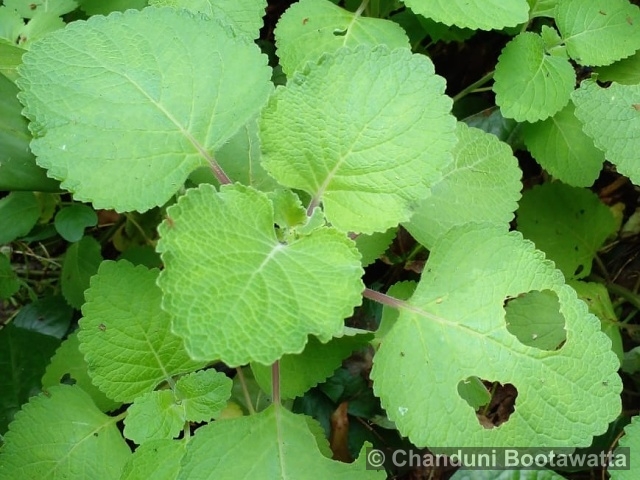 Plectranthus amboinicus 