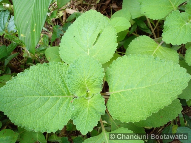 Plectranthus amboinicus 